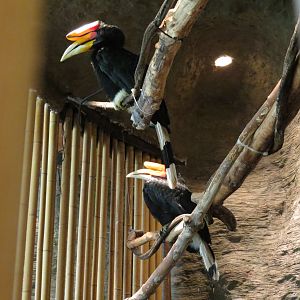 Entry Path - Rhinoceros Hornbill Exhibit