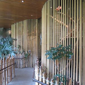 Entry Path - Moloccan Cockatoo and Argus Pheasant Exhibit