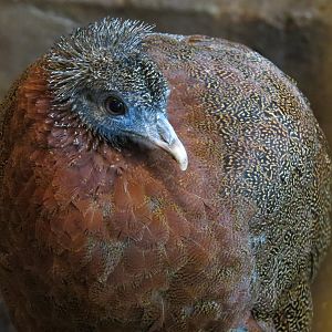 Entry Path - Argus Pheasant