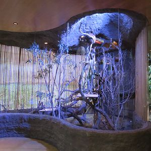 Entry Path - Matschie's Tree Kangaroo Exhibit