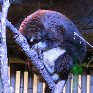 Entry Path - Matschie's Tree Kangaroo Exhibit