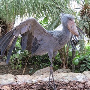 Entry Path - Shoebill Stork