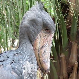 Entry Path - Shoebill Stork