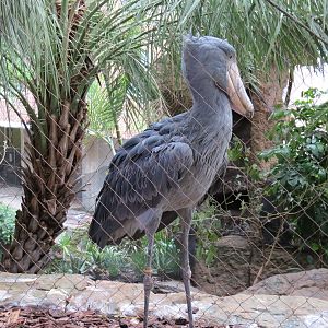 Entry Path - Shoebill Stork