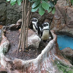Cape of Good Hope - Black-footed Penguin Exhibit
