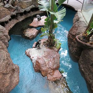 Cape of Good Hope - Black-footed Penguin Exhibit