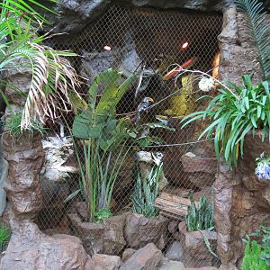 Cape of Good Hope - Rock Hyrax and Eastern Yellow-bellied Hornbill Exhibit