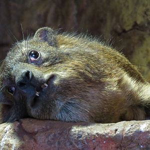 Cape of Good Hope - Rock Hyrax