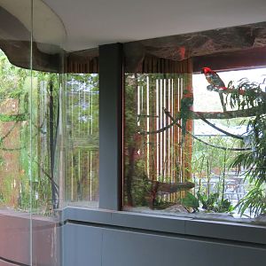 Upper Lobby - Blue and Gold Macaw Exhibit