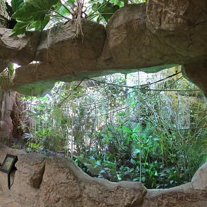 Orinoco Rainforest - Jungle Jewels Exhibit