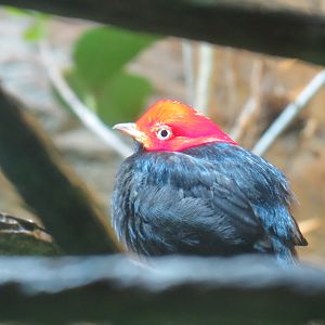 Orinoco Rainforest - Jungle Jewels Exhibit - Golden-headed Manakin