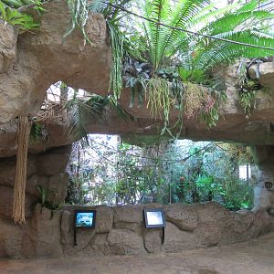 Orinoco Rainforest - Jungle Jewels Exhibit