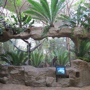Orinoco Rainforest - Jungle Junction Exhibit
