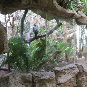 Orinoco Rainforest - Jungle Junction Exhibit