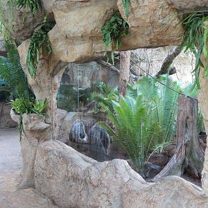 Orinoco Rainforest - Jungle Junction Exhibit