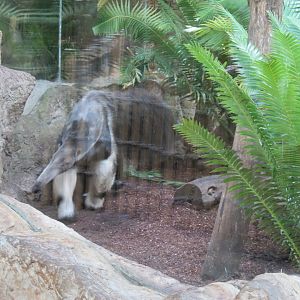 Orinoco Rainforest - Jungle Junction Exhibit - Giant Anteater