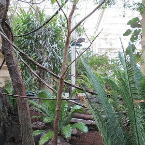 Orinoco Rainforest - Jungle Junction Exhibit