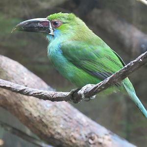 Orinoco Rainforest - Jungle Junction Exhibit - Crimson-rumped Toucanet