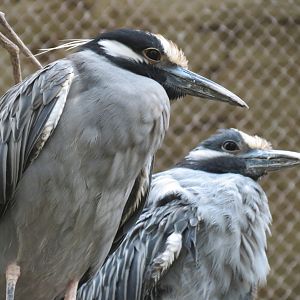 Orinoco Rainforest - Jungle Junction Exhibit - Yellow-crowned Night-heron