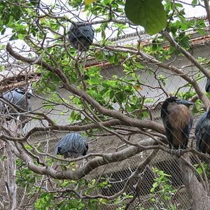 Orinoco Rainforest - Jungle Junction Exhibit - Boat-billed Heron and Yellow