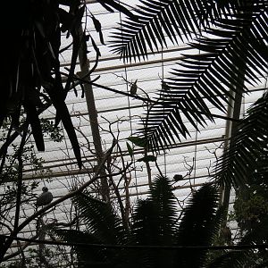 Orinoco Rainforest - Jungle Junction Exhibit