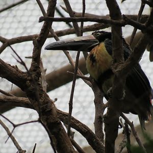 Orinoco Rainforest - Jungle Junction Exhibit - Collared Aracari