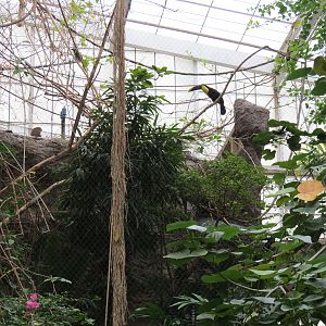 Orinoco Rainforest - Jungle Junction Exhibit - Swainsons Toucan