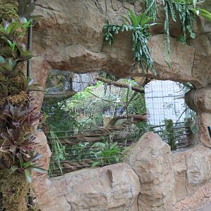 Orinoco Rainforest - Pied Tamarin Exhibit
