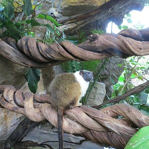 Orinoco Rainforest - Pied Tamarin Exhibit