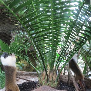 Orinoco Rainforest - Pied Tamarin Exhibit