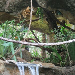 Orinoco Rainforest - Pied Tamarin Exhibit