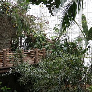 Orinoco Rainforest - Canopy Level View