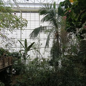 Orinoco Rainforest - Canopy Level View