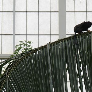 Orinoco Rainforest - Monkey Island Exhibit - Red-handed Tamarin