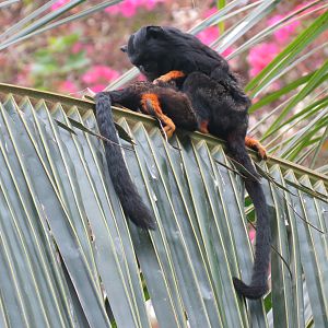 Orinoco Rainforest - Monkey Island Exhibit - Red-handed Tamarin