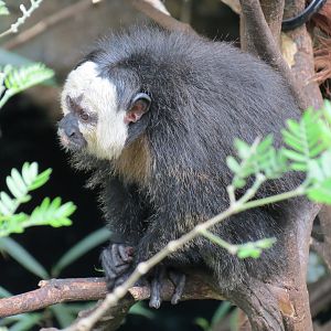 Orinoco Rainforest - Monkey Island Exhibit - White-faced Saki