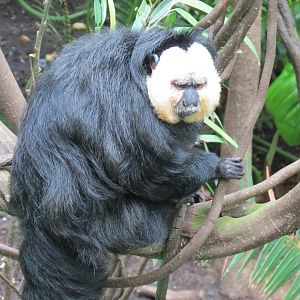 Orinoco Rainforest - Monkey Island Exhibit - White-faced Saki