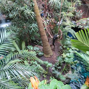 Orinoco Rainforest - Monkey Island Exhibit