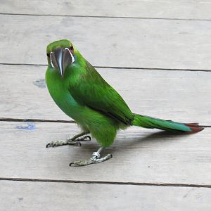 Orinoco Rainforest - Canopy Level View - Crimson-rumped Toucanet