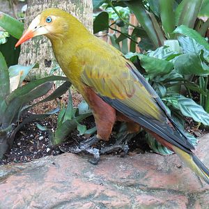 Orinoco Rainforest - Canopy Level View - Green Oropendola
