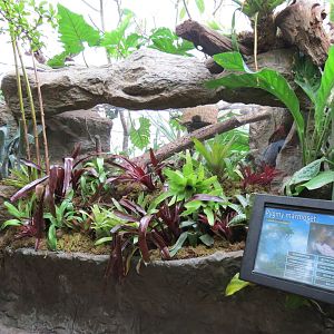 Orinoco Rainforest - Pygmy Marmoset Exhibit