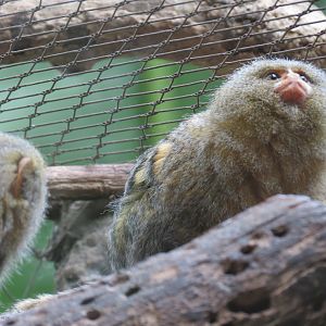 Orinoco Rainforest - Pygmy Marmoset Exhibit