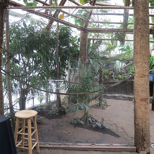 Orinoco Rainforest - Toucan Encounter