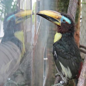Orinoco Rainforest - Toucan Encounter - Pale-mandibled Aracari