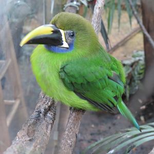 Orinoco Rainforest - Toucan Encounter - Emerald Toucanet
