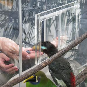 Orinoco Rainforest - Toucan Encounter - Pale-mandibled Aracari