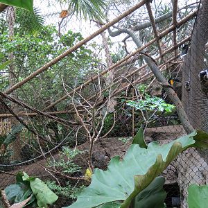 Orinoco Rainforest - River's Edge Upper Exhibit