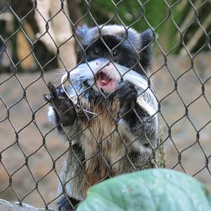 Orinoco Rainforest - River's Edge Upper Exhibit - Emperor Tamarin