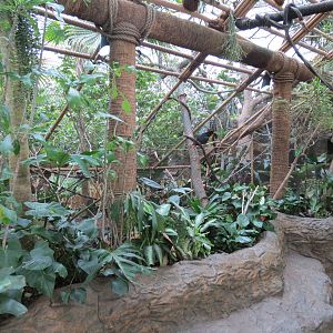 Orinoco Rainforest - River's Edge Upper Exhibit
