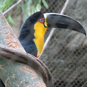 Orinoco Rainforest - River's Edge Upper Exhibit - Ariel Toucan